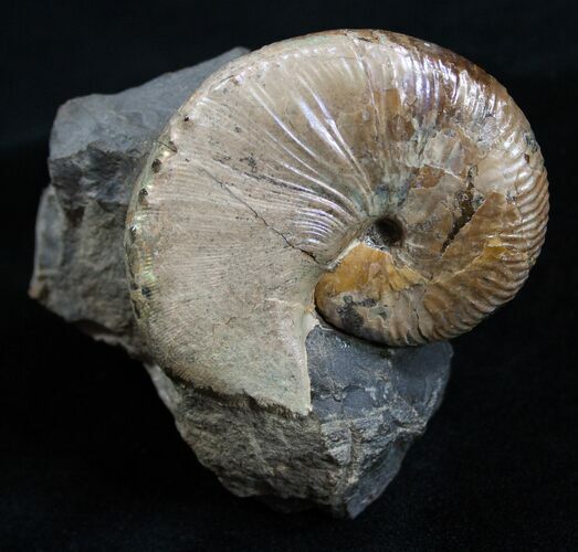 Iridescent Hoploscaphites Ammonite From SD #2054